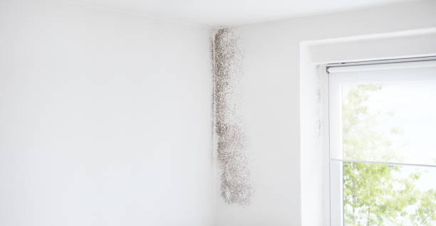 Mold Documentation for Insurance Claims in Bridgeville, PA